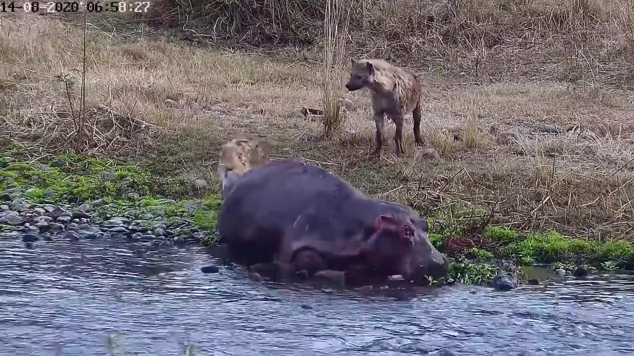 Hippo being eaten alive by Hyena