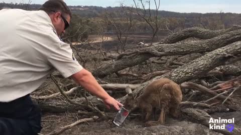 Rescuers race to save Australia's wildlife _ Animalkind