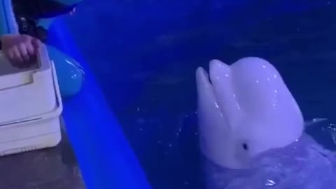 Cute dolphin wash your face. 🐬