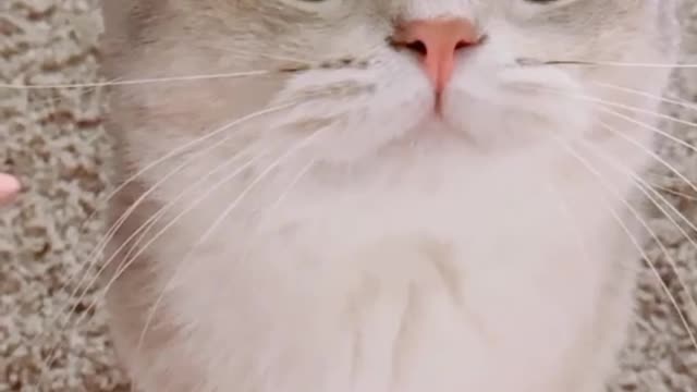 Funny video 2021, cute cat fun