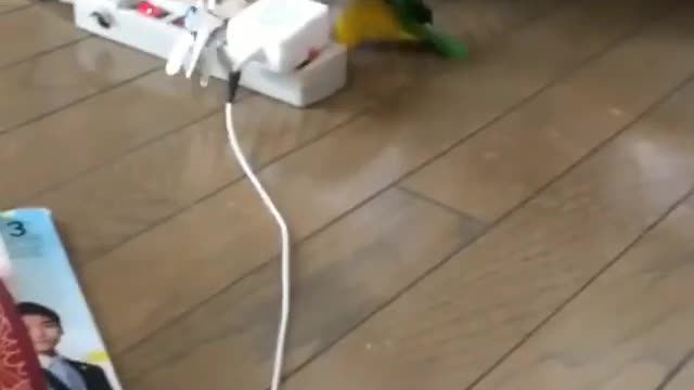 parakeet taking the key to his house