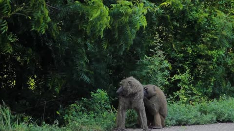 Monkeys in shall hill Ghana will amaze you