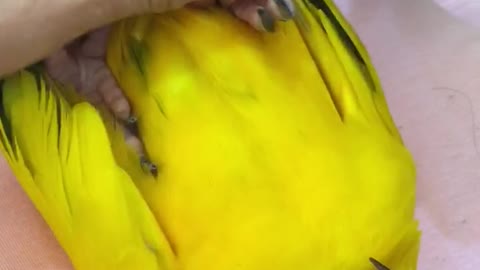 Birdie Gets his Nails Trimmed