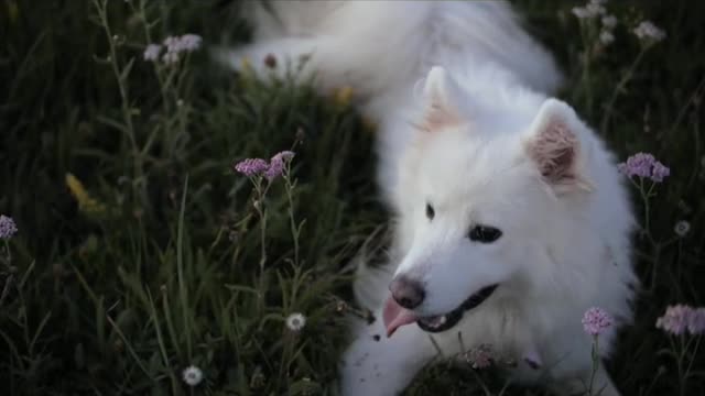 The dog is playing in the garden