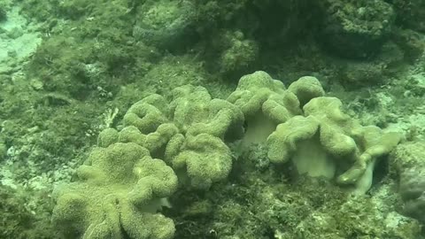 Snorkeling Bliss at Laguindingan’s Healing Reef