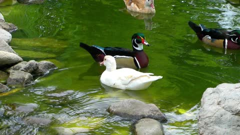 ducks swimming in the water