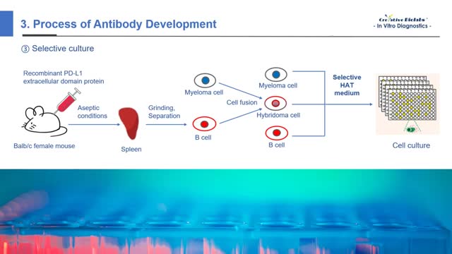 IVD Antibody Development 5