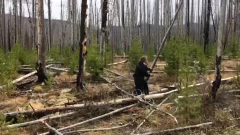 Tree Knocks Down Woman After She Pushes It Down