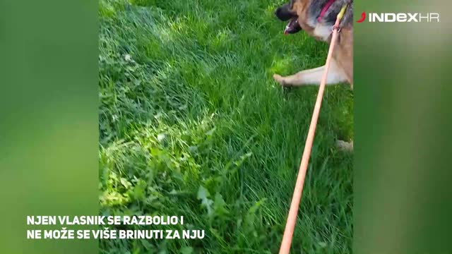 Sara traži novi dom