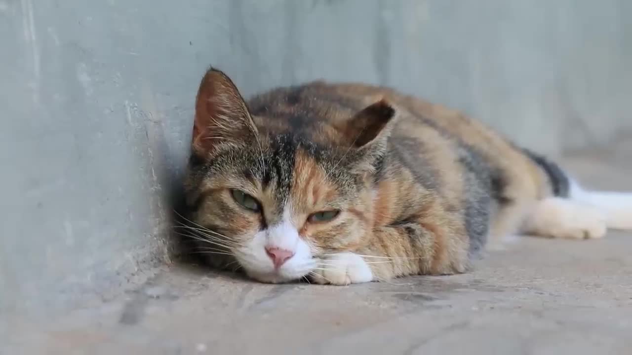 Kitten Playing With Mother-13