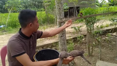 COBA CARA INI_semua burung pasti jinak