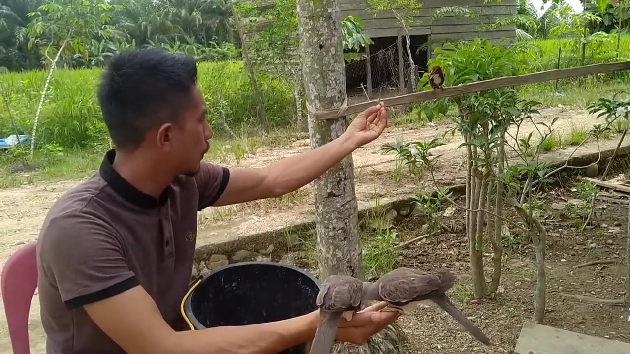 COBA CARA INI_semua burung pasti jinak