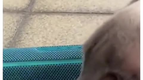 best videos on the internet