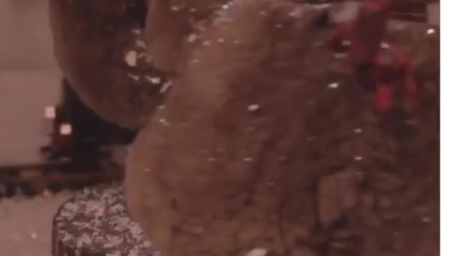 Two cute teddy bears bring everyone best lucky for merry Christmas
