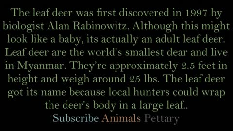 10 Most Recently Discovered Bizarre Animals