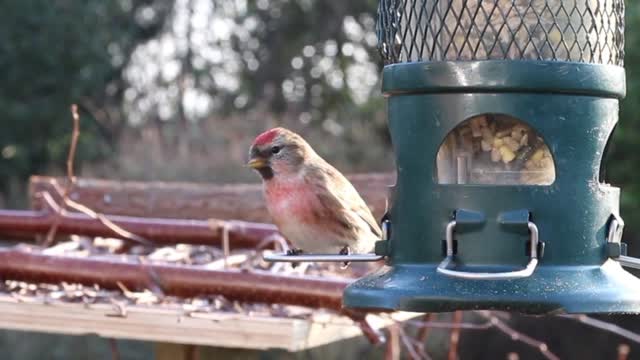 Beautiful bird's scenes & sound