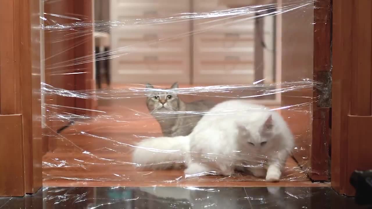 Cats vs Invisible Wall Compilation