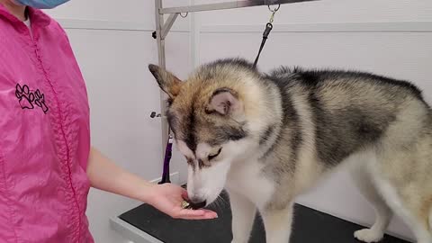 Husky gets groomed