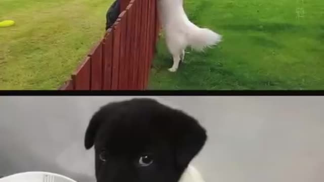 Funniest cats & dogs part 1