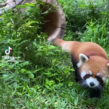 Red Panda at it again