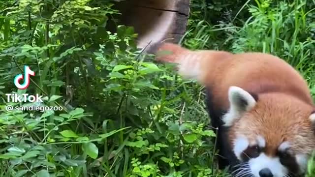 Red Panda at it again