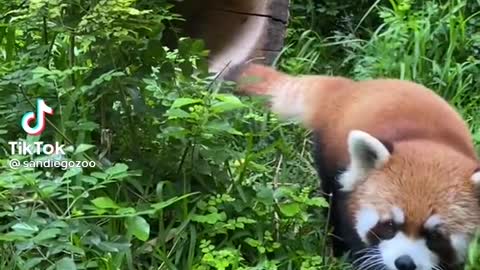 Red Panda at it again