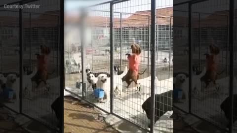 Smart dogs escaped from a cage