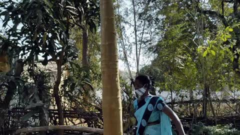 Village women plucking popaya from tree