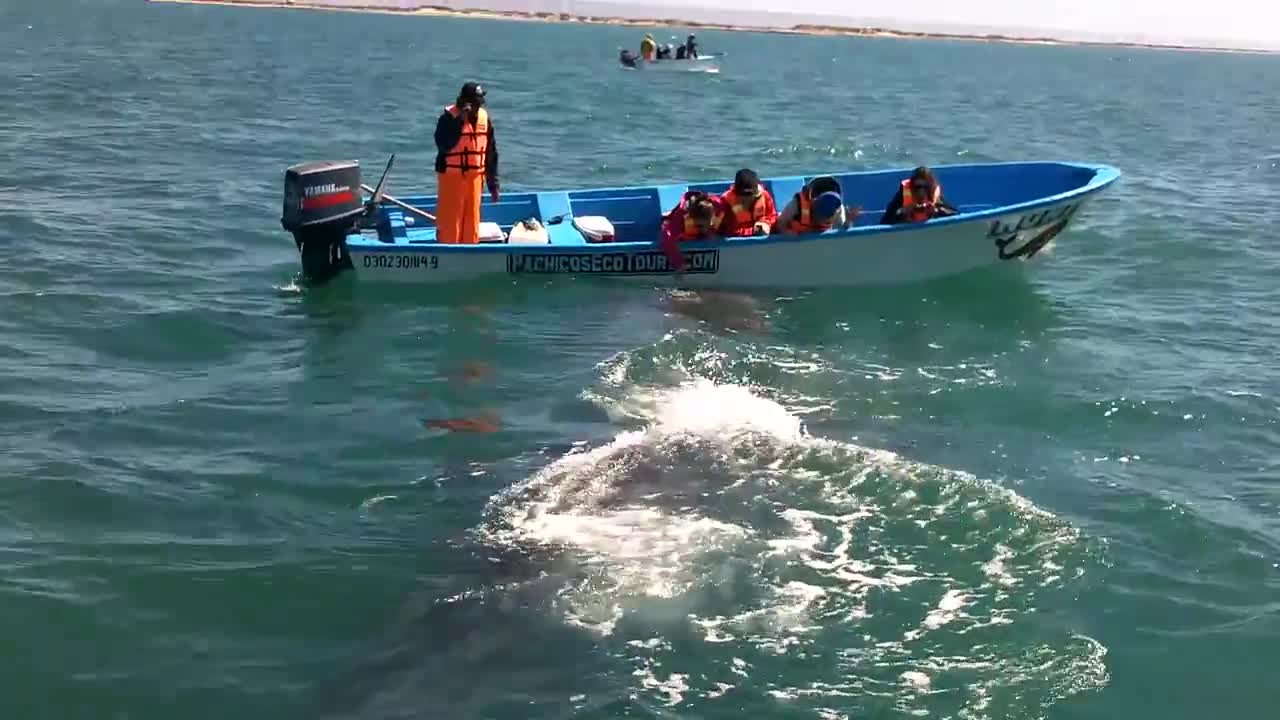 Grey Whale Peeks Through The Water To Greet Whale Watchers