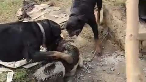 Rottweiller dog fight