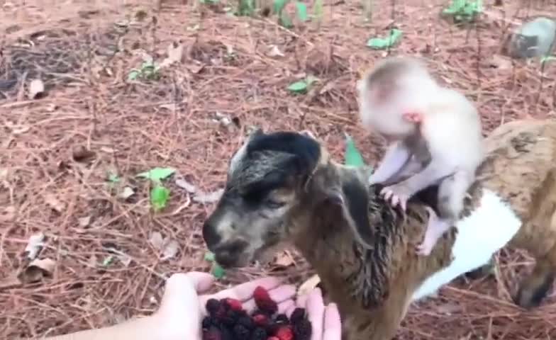 Goat Has A Monkey Riding On Him & Comes Out For Treats