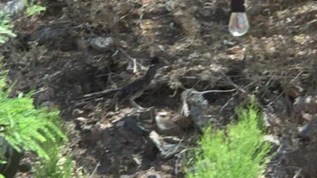 Thirsty Roadrunner