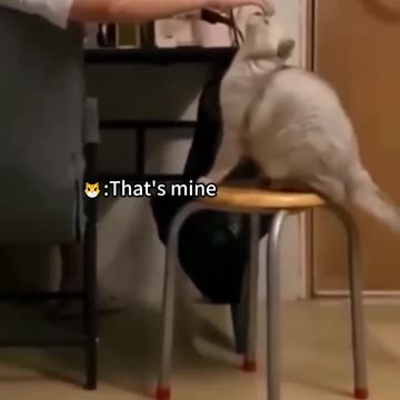 Famous ✴️✴️ Cats 😺😺🐈🐈 in the Wold 🌎🌎