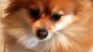 Tan pomeranian dog sits on washing machine while getting fur dried