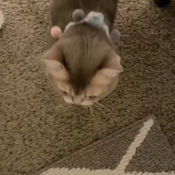 He said: get out of my way!😏