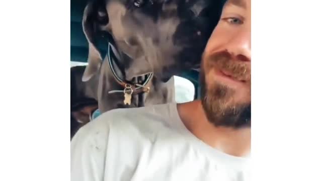 The Great Dane Video 54