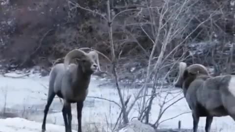 Bighorn sheep head butt