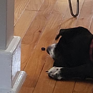 Silly puppy Max vs Blueberry