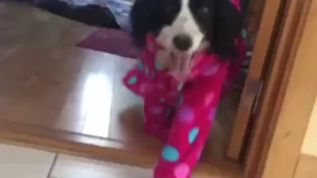 Black and white dog walks around in pink pajamas