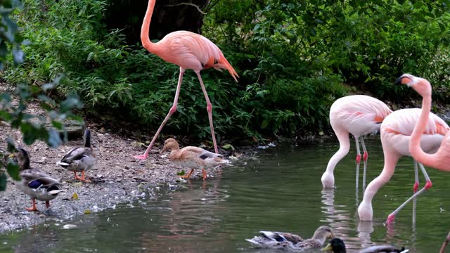 flamingo pink animal