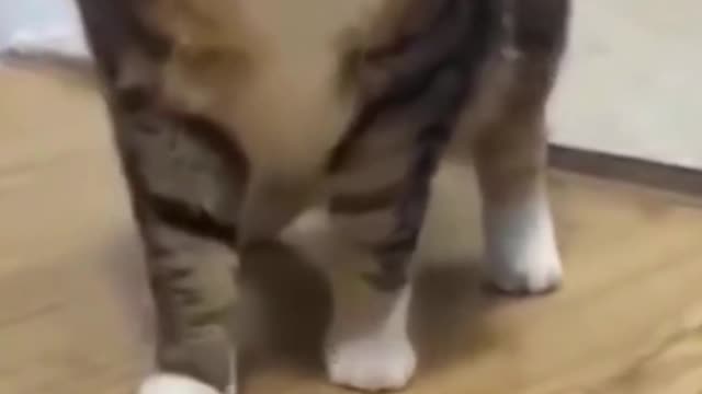 Cute and Funny Cat Video