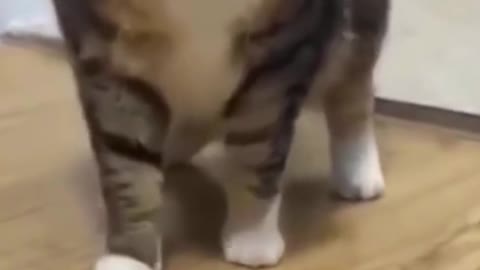 Cute and Funny Cat Video