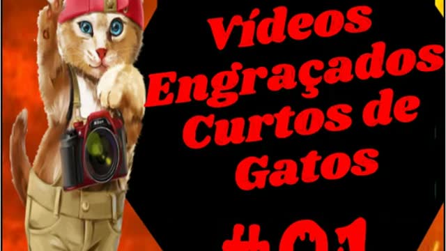 The Funniest Cats Videos #01