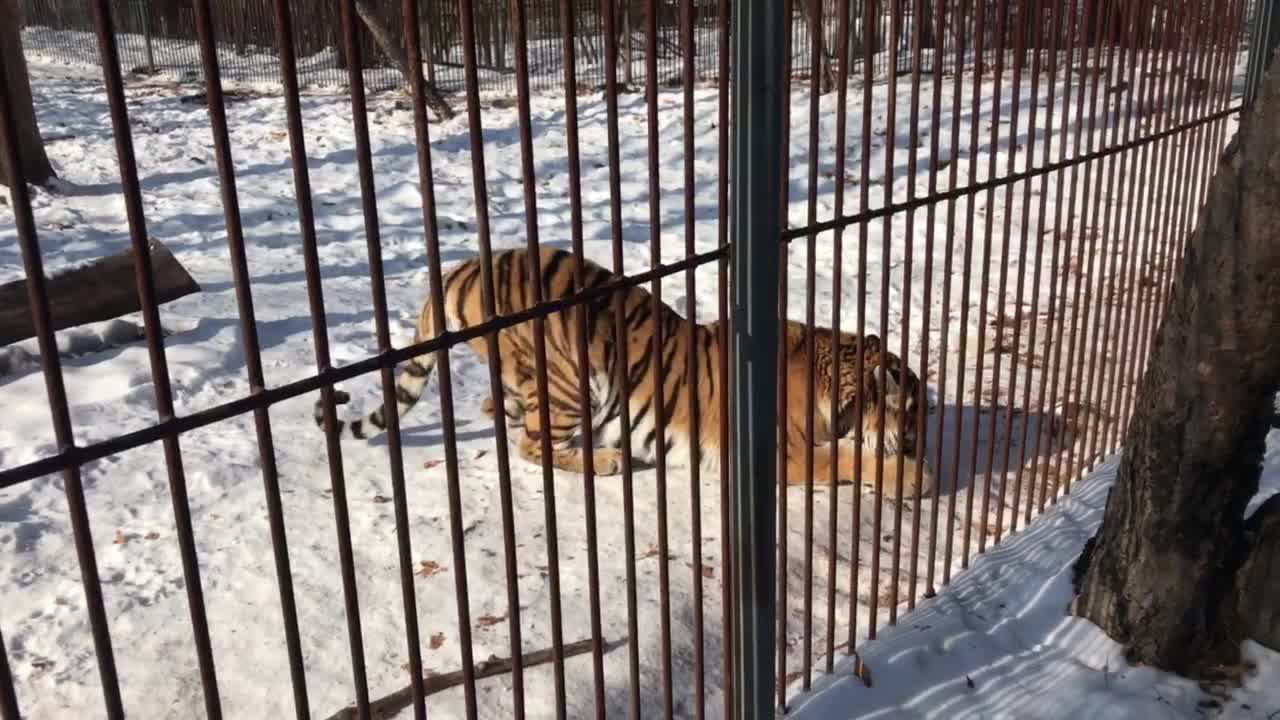 Amur tiger