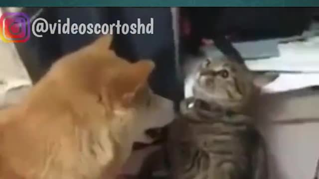 Gato chistosos