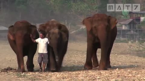 Heartwarming Animal Reunion with Mankind