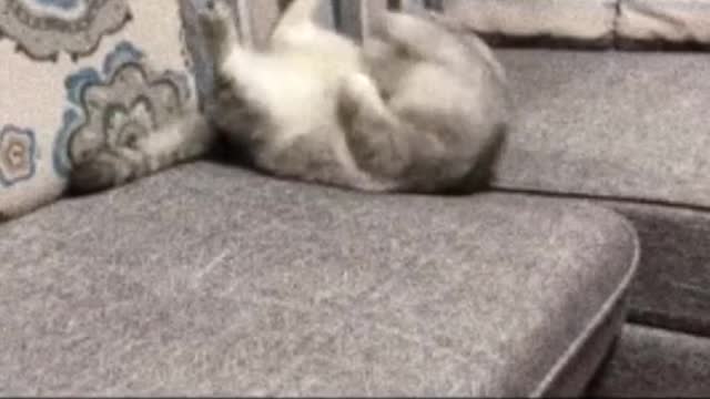 Power ful cat