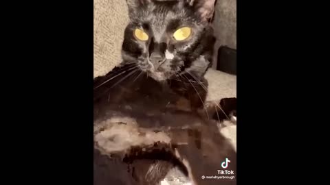 Dogs and Cats Sporting Laughter-Inducing Accessories 🐾😂