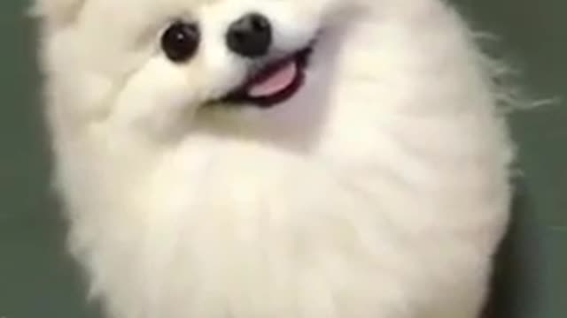 Very cute funny comedy 🐕 dog