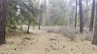 BEST Campsites – #6, #5, #4 – Candle Creek Campground – Metolius River – Central Oregon – 4K